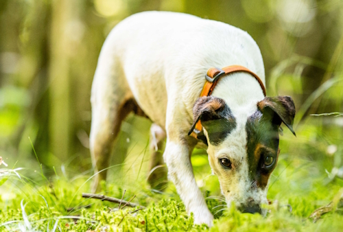 Chien renifle à l'extérieur