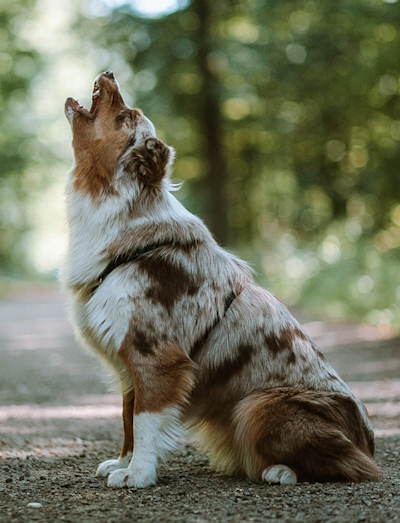 Chien qui à mal, chien triste, chien qui gémi