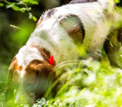 Vieux chien renifle à l'extérieur