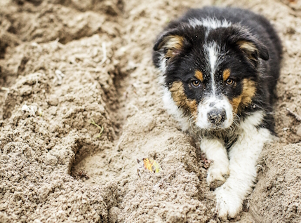 Chiot dans la boue