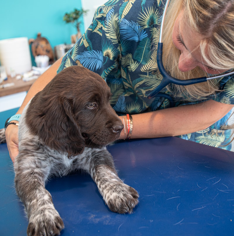 Chien craintif et apeuré chez le vétérinaire, chien qui à peur