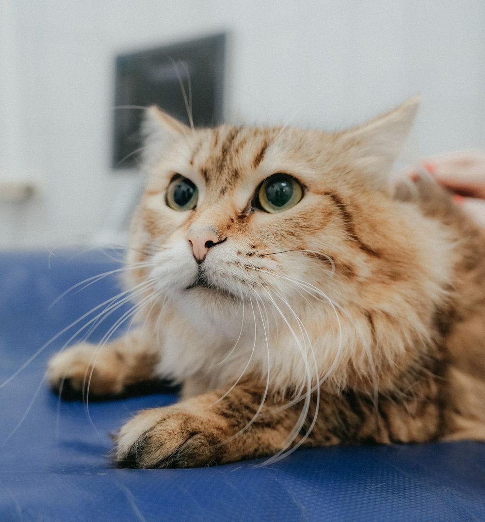 Chat craintif chez le vétérinaire