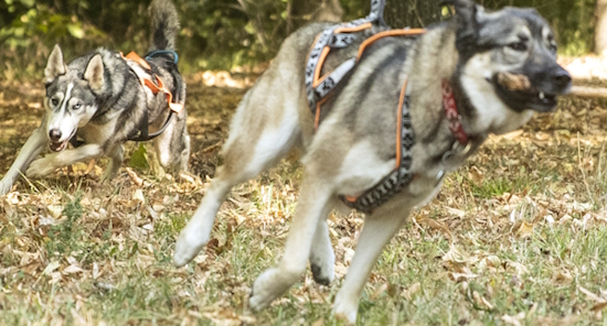 Chiens qui courent