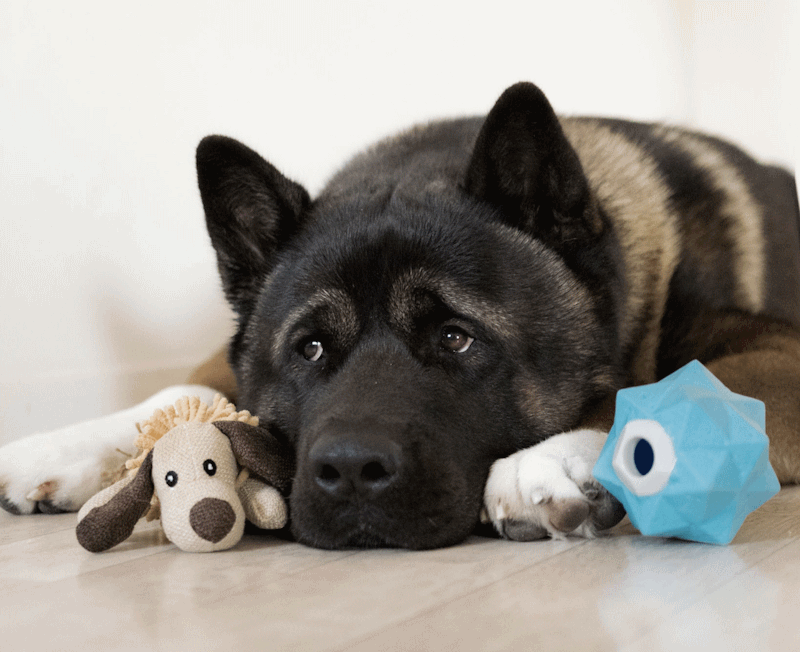 Chien en intérieur triste, chien seul