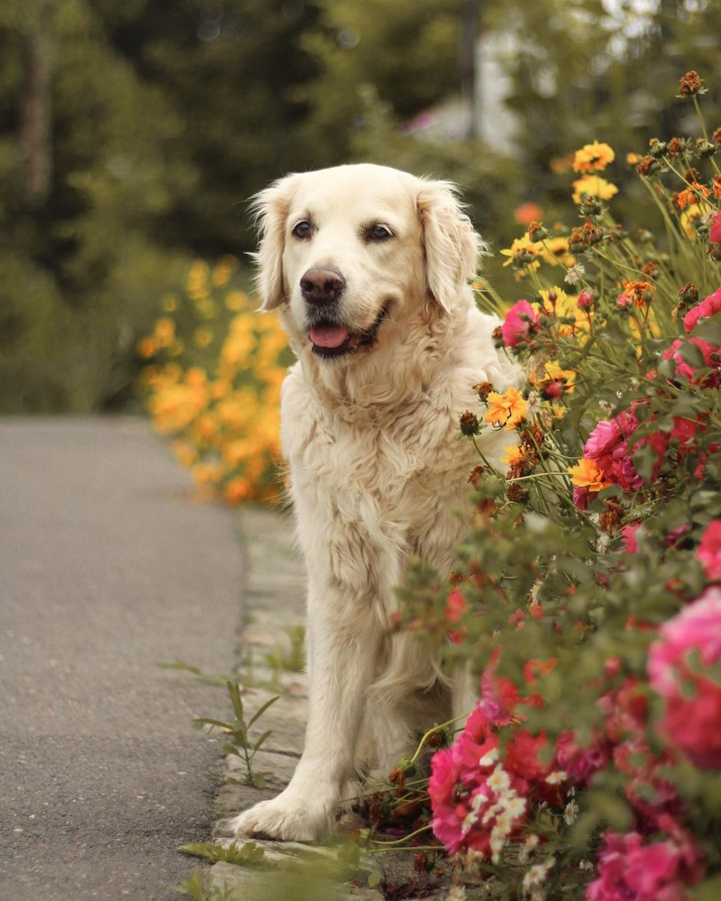 chien à coté des fleures